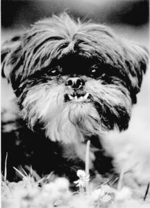 The Natural Pet: Take Care of Your Pet Naturally Image
